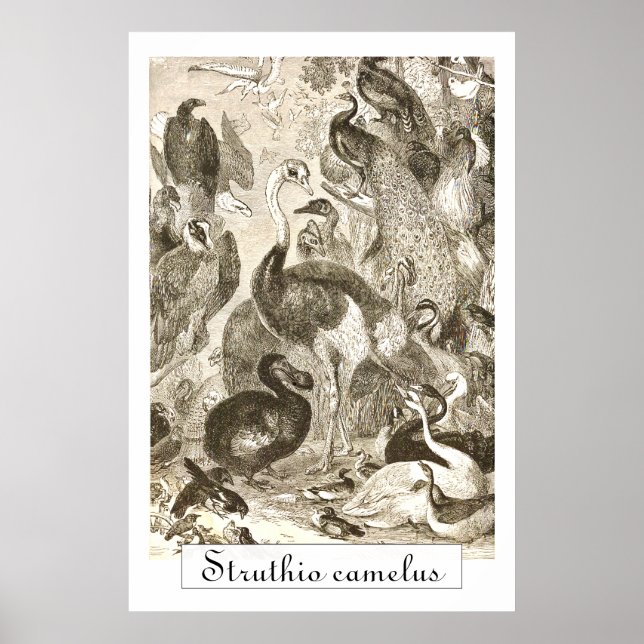 Vintage Strutsillustration Struthio camelus Poster (Framsidan)