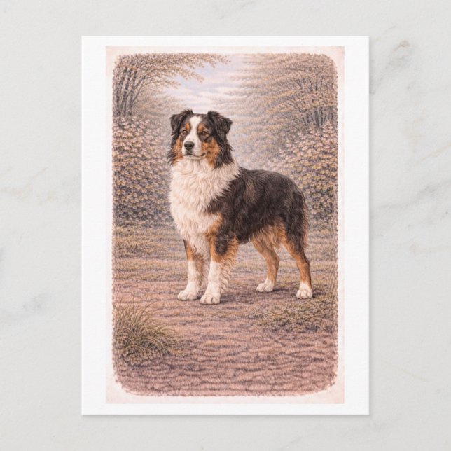 Vintage-Style Australian Shepherd Vykort (Framsida)