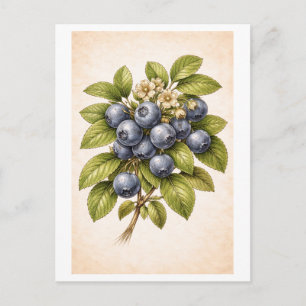Vintage-Style Blåbärs Botanisk Illustration Vykort