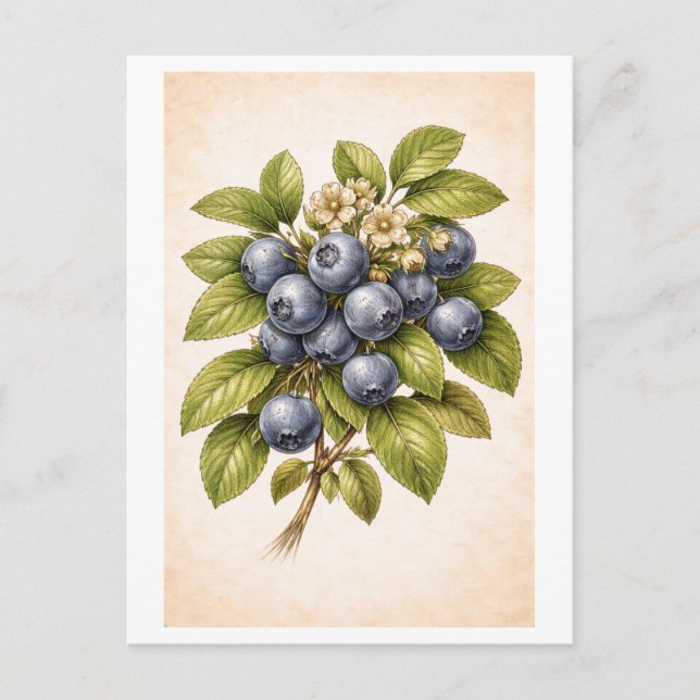 Vintage-Style Blåbärs Botanisk Illustration Vykort (Framsida)