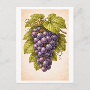 Vintage-Style Druvor Botanisk Illustration Vykort