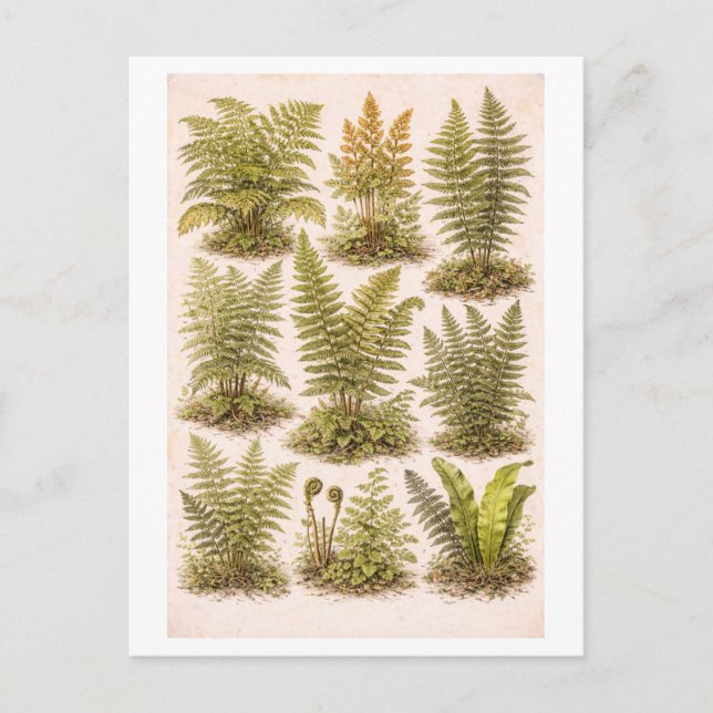 Vintage-Style Ferns Illustration Vykort (Framsida)