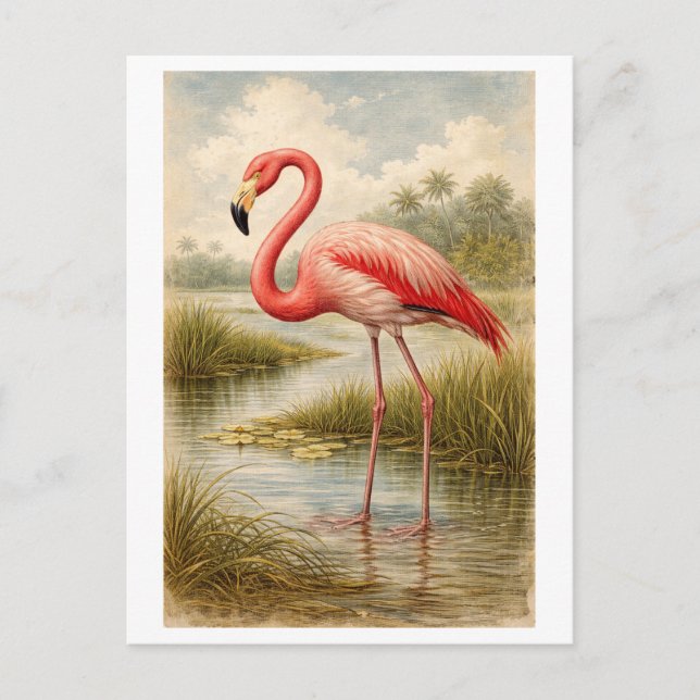 Vintage-Style Flamingo Illustration Vykort (Framsida)