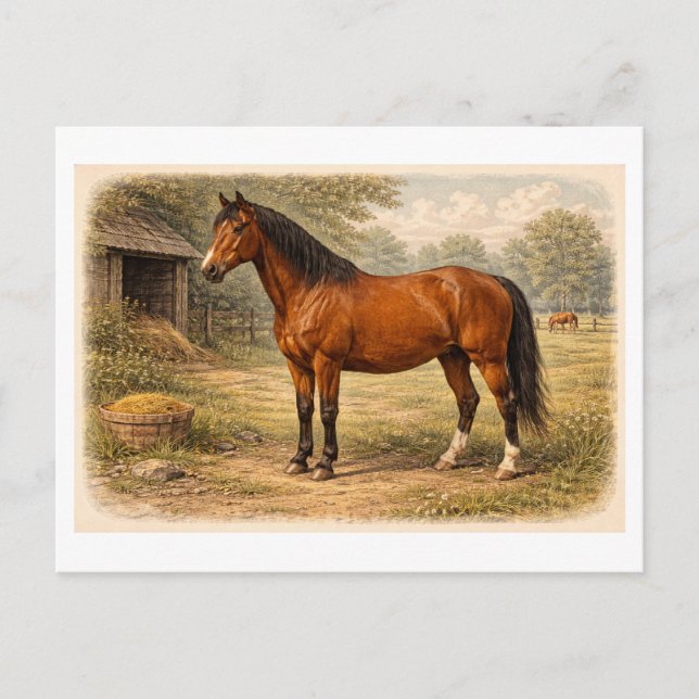 Vintage-Style Horse lllustration Vykort (Framsida)