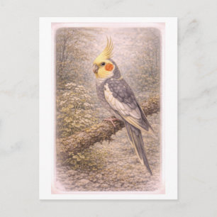 Vintage-Style Illustration av Cockatiel Vykort