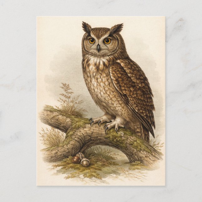 Vintage-Style Owl Illustration Vykort (Framsida)