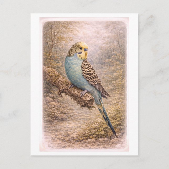 Vintage-Style Parakeet Illustration Vykort (Framsida)
