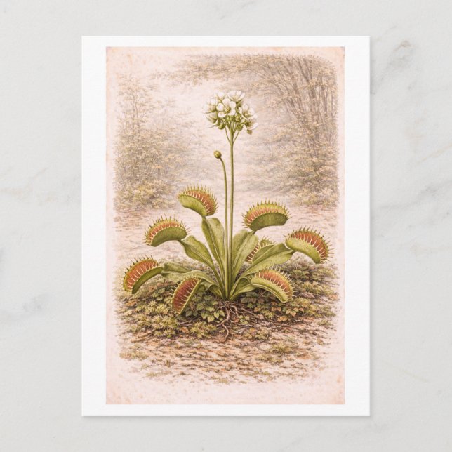 Vintage-Style Venus Flytrap-illustration Vykort (Framsida)