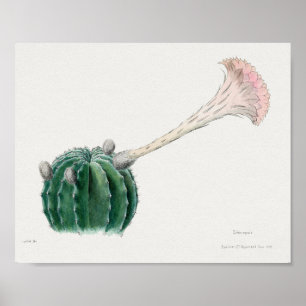Vintage Succulation Illustration Poster