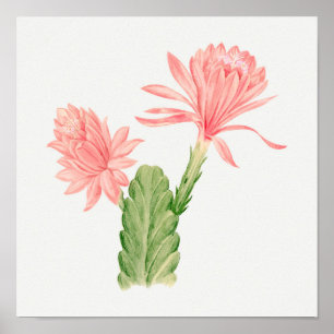 Vintage Succulation Illustration Poster