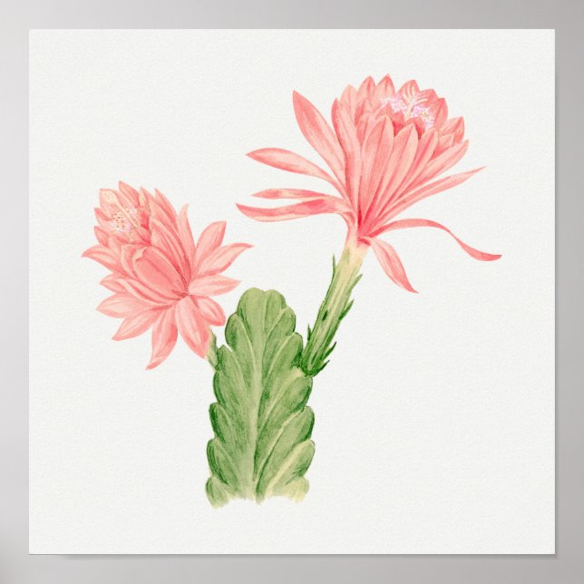 Vintage Succulation Illustration Poster (Framsidan)