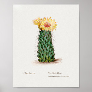 Vintage Succulation Illustration Poster