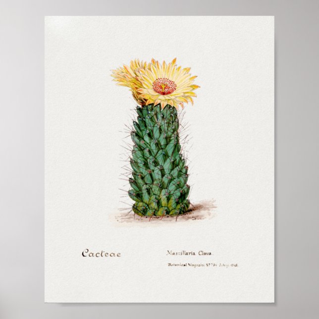 Vintage Succulation Illustration Poster (Framsidan)