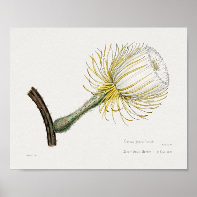 Vintage Succulation Illustration Poster (Framsidan)