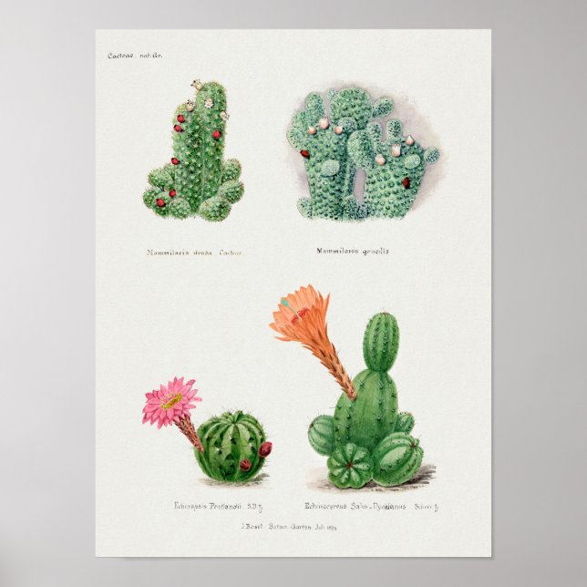 Vintage Succulation Illustration Poster (Framsidan)