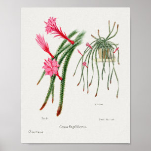 Vintage Succulation Illustration Poster