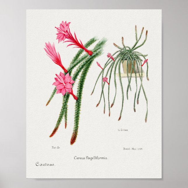 Vintage Succulation Illustration Poster (Framsidan)