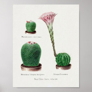 Vintage Succulation Illustration Poster