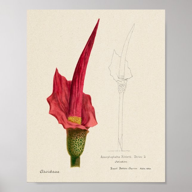 Vintage Succulation Illustration Poster (Framsidan)