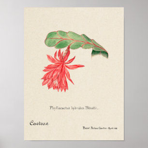 Vintage Succulation Illustration Poster