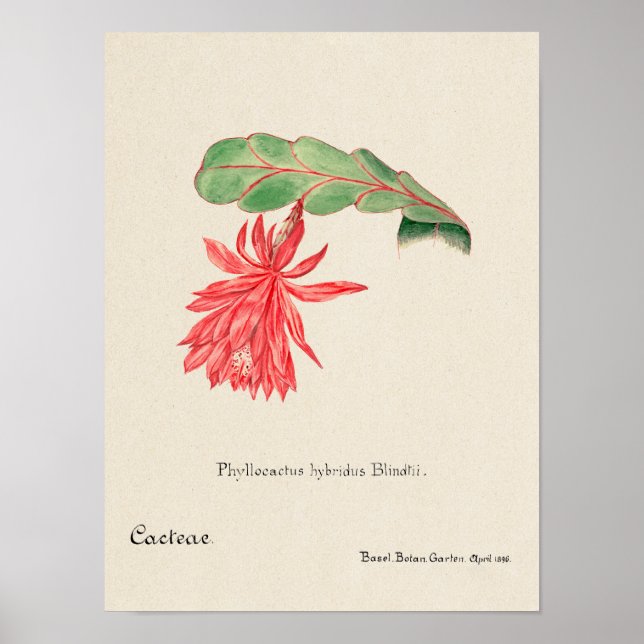 Vintage Succulation Illustration Poster (Framsidan)