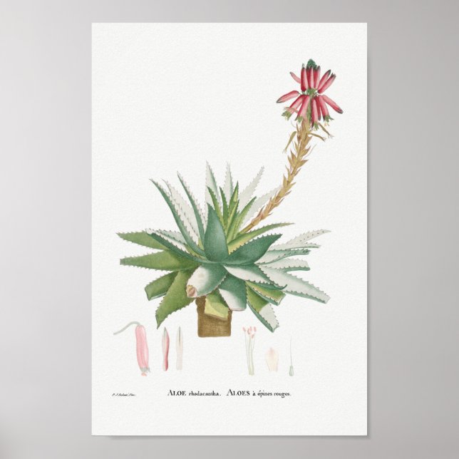 Vintage Succulent Illustration Poster (Framsidan)
