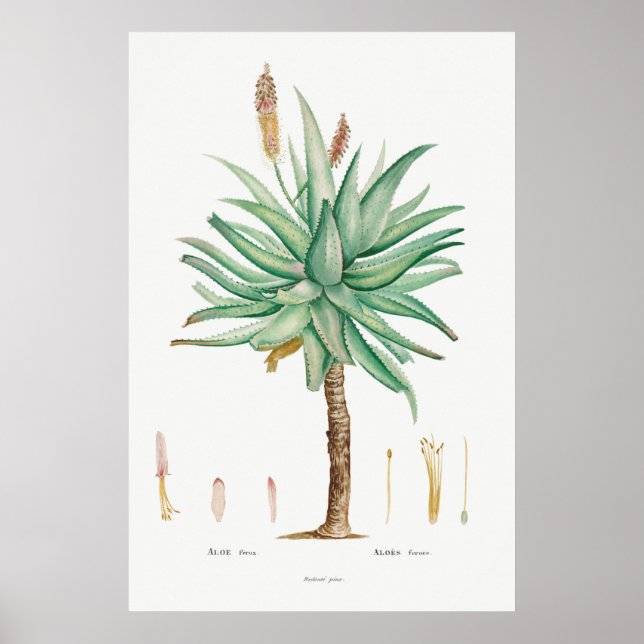 Vintage Succulent Illustration Poster (Framsidan)