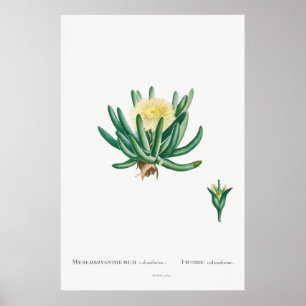 Vintage Succulent Illustration Poster