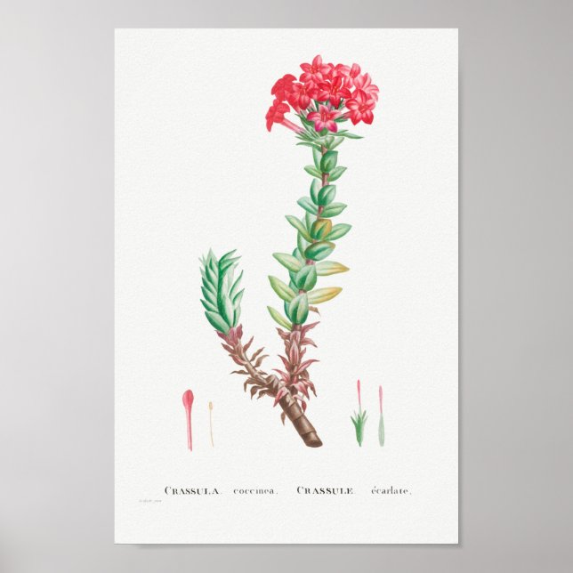 Vintage Succulent Illustration Poster (Framsidan)