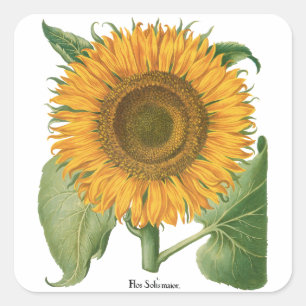 Vintage Sunflower Blomma av Basilius Besler Fyrkantigt Klistermärke