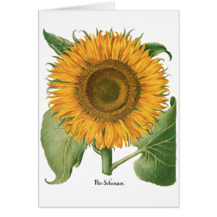 Vintage Sunflower Blomma av Basilius Besler Hälsningskort