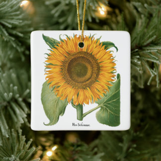 Vintage Sunflower Blomma av Basilius Besler Julgransprydnad Keramik