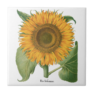 Vintage Sunflower Blomma av Basilius Besler Kakelplatta