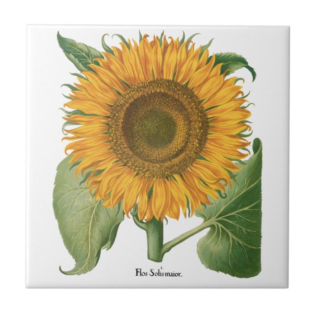 Vintage Sunflower Blomma av Basilius Besler Kakelplatta (Framsidan)