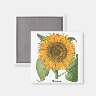 Vintage Sunflower Blomma av Basilius Besler Magnet