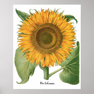 Vintage Sunflower Blomma av Basilius Besler Poster