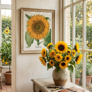Vintage Sunflower Blomma av Basilius Besler Poster