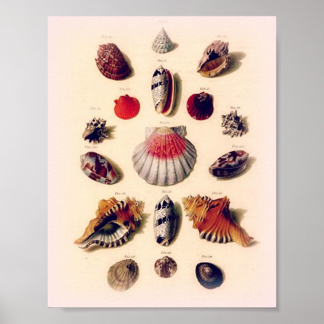 Vintage Sunset Seashell Collection Poster (Framsidan)