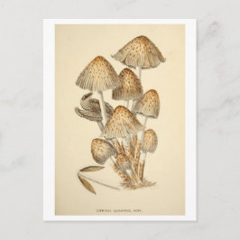 Vintage svamp botanisk illustrations vykort