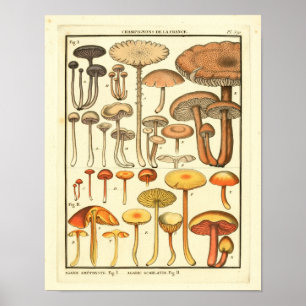 Vintage Svampar Brun Gult Fransk Skriv ut Poster