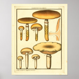 Vintage Svampar Brun Svampkonst Fransk Skriv ut Poster
