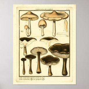 Vintage Svampar Brun svart Fransk Skriv ut Poster