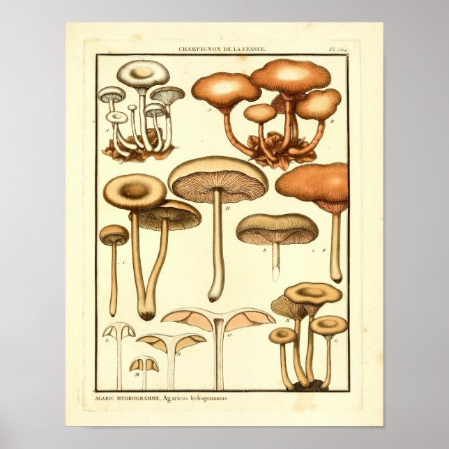 Vintage Svampar Brun vit Fransk Skriv ut Poster (Framsidan)