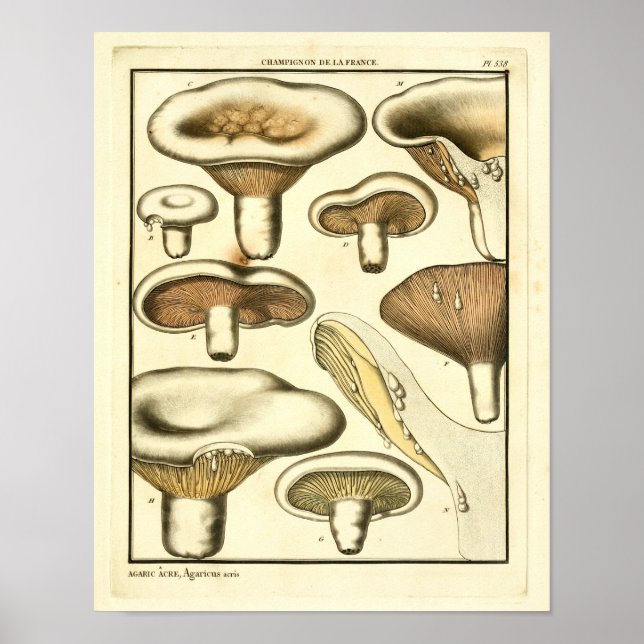Vintage Svampar Brun vit Fransk Skriv ut Poster (Framsidan)