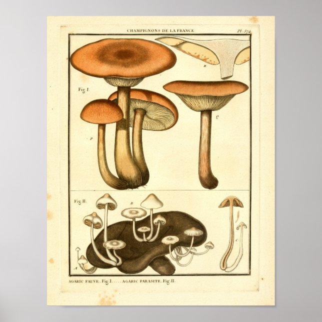 Vintage Svampar Brun vit Fransk Skriv ut Poster (Framsidan)