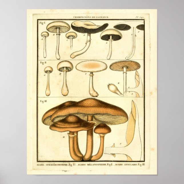 Vintage Svampar Brun vit Fransk Skriv ut Poster (Framsidan)