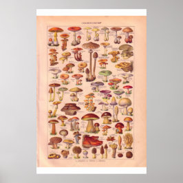 Vintage svampar poster 1920