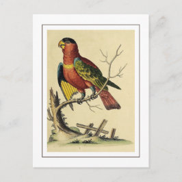 Vintage Svart-kapad Lory Parrot Bird Nature Vykort