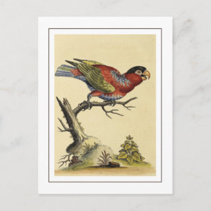Vintage Svart-kapad Lory Parrot Bird Vykort