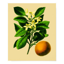 Vintage Svart Orange Botaniskt utskrift